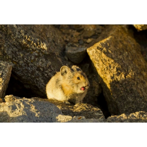 Colorado, Mt Evans Pika sticking its tongue out